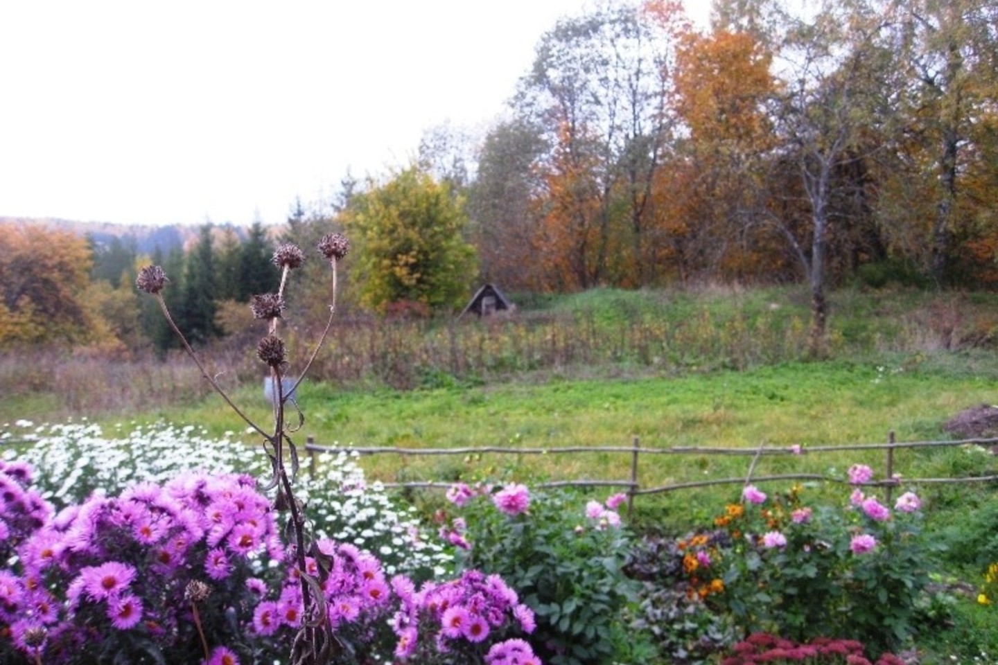 Vėlyvieji astrai – rudeninio gėlyno pažiba.