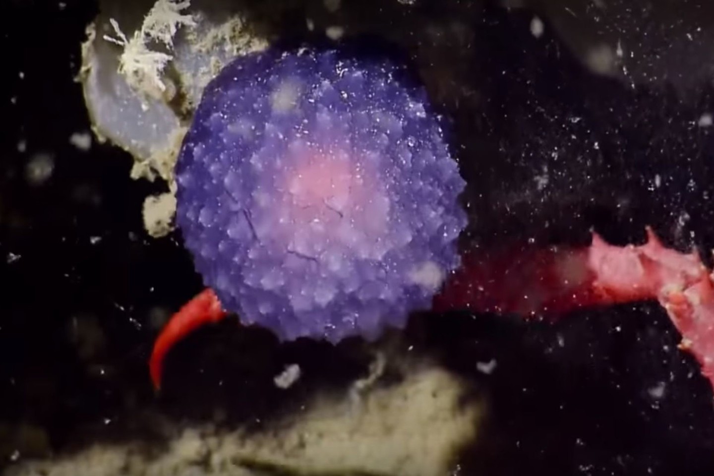 Šis gražus violetinis burbulas patraukė ne tik mokslininkų, bet ir smalsaus krabo dėmesį.<br>Stop kadras