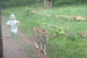 Neįtikėtinas kadras: mažylė vaikosi gepardą. Bet ar tikrai?