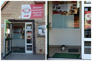 Telšiuose benamės katės veržiasi į katinišką Rojų