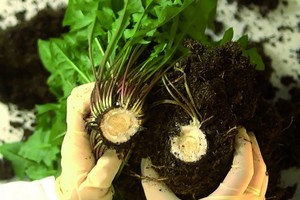 Pagamino pirmąsias žiemines padangas iš kiaulpienių