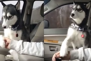 Išlepęs haskis automobilyje: su tokiu toli nenuvažiuosi