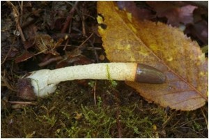 Vaikštinėjusių po pažintinį taką laukė didžiulė staigmena