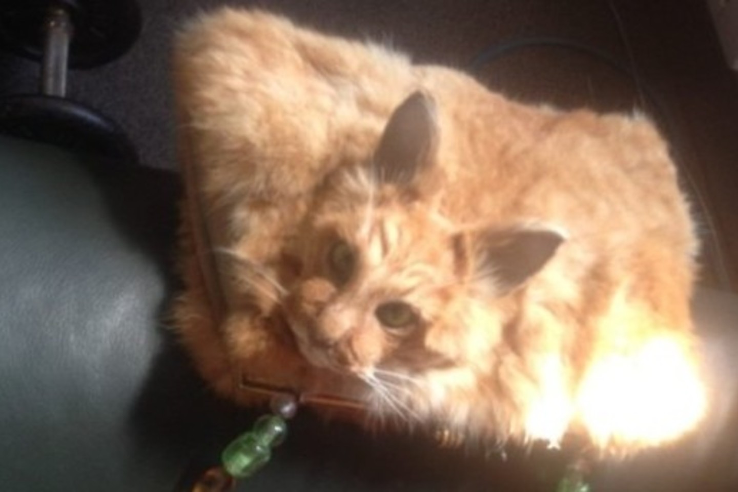 C.Third katės lavoną tris mėnesius laikė šaldiklyje, o po to nusprendė iš kūno padaryti rankinę.<br>„Twitter“ nuotr.