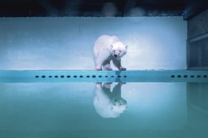 Liūdniausiam pasaulio lokiui pasiūlė naujus namus