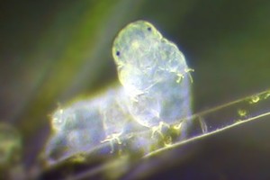 Šis gyvis saugo paslaptį, kuri leistų žmones paversti supermenais