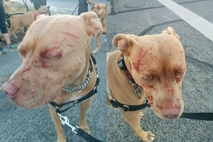 Čia tai bent: gindama šeimininkę katė užpuolė septynis pitbulius