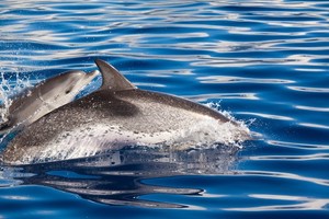 Žavi tiesa apie delfinių elgesį su jaunikliais