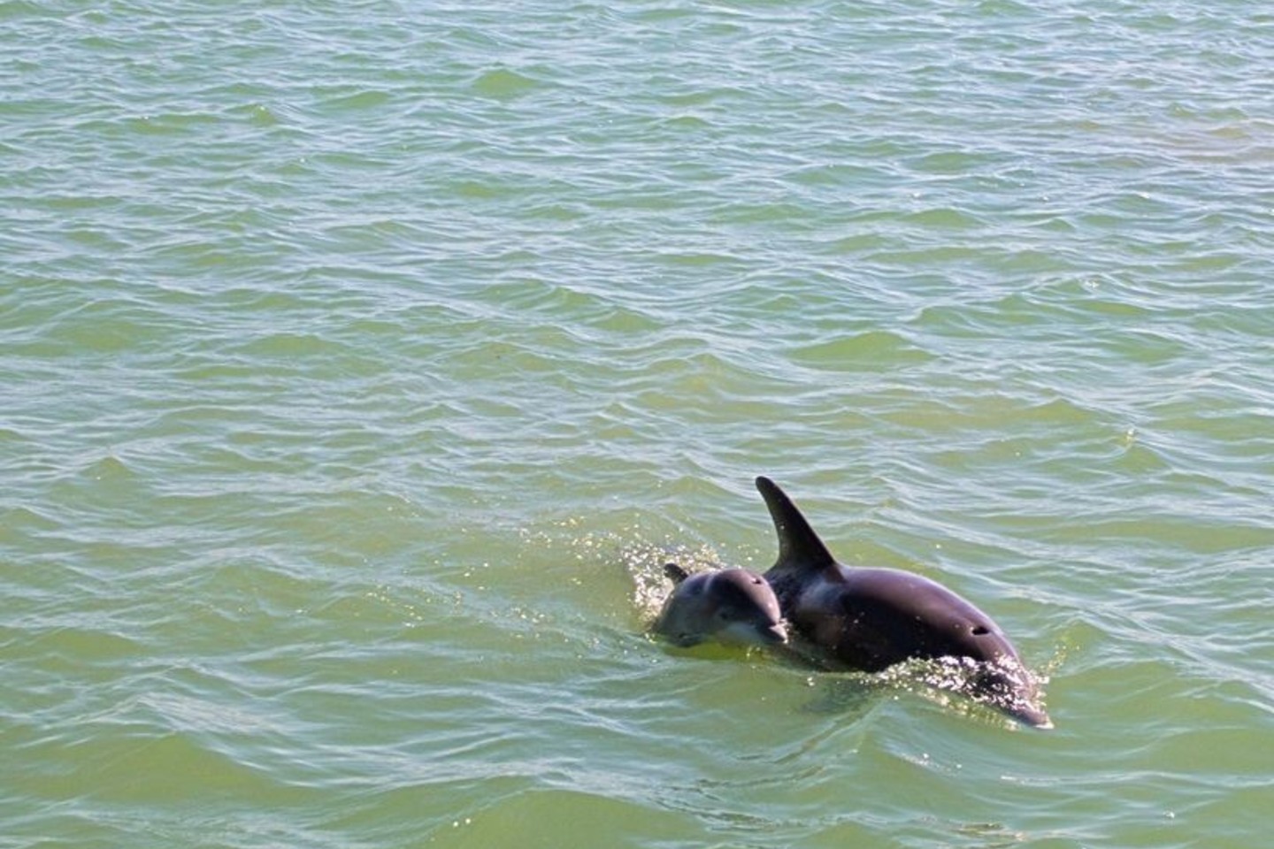 Mokslininkai pastebėjo, kad delfinės mamos savo jaunikliams dainuoja lopšines.<br>123rf nuotr.