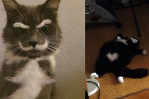 Gamtos pokštai: katės su pačių keisčiausių raštų kailiukais