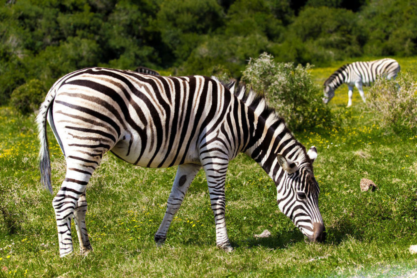 Zebrų dryžiai glumina plėšrūnus.<br>123rf nuotr.