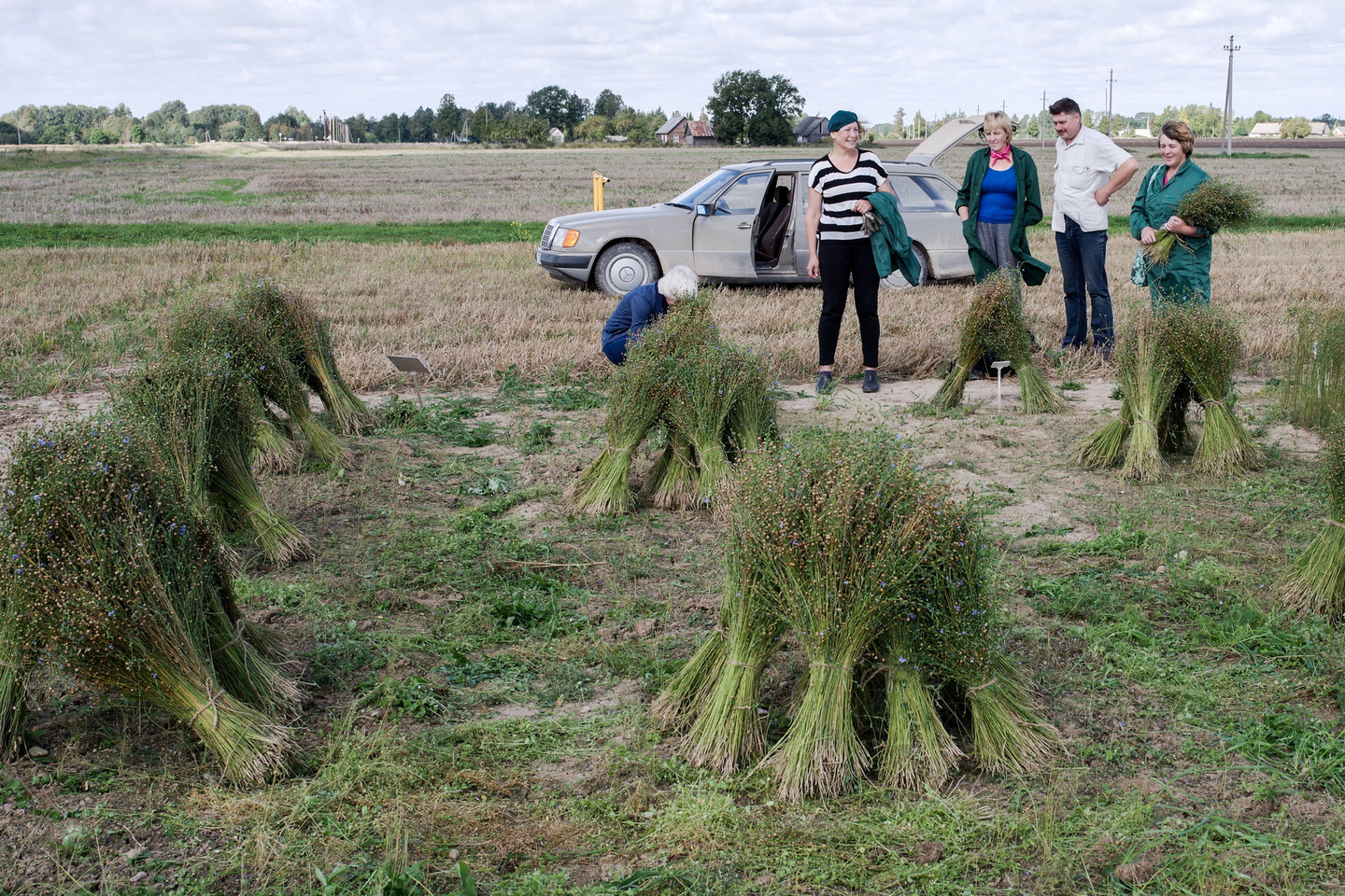 Pasvalio augalų veislių tyrimų stoties darbuotojai – linų laukuose.<br>V.Ščiavinsko nuotr.