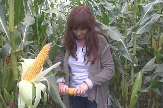 kaip lietuvių ūkininkui pavyko užauginti dideles kukurūzų burbuoles? (II)