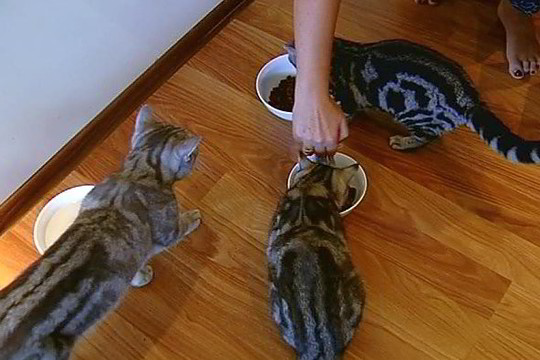 Taupieji lietuviai per metus gyvūnų ėdalui išleidžia 30 mln. eurų