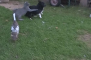 Norėdama apginti ančiuką, katė Bagira atliko netikėtą poelgį