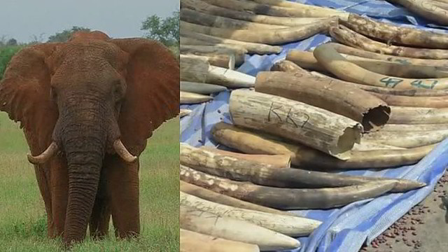 Aplinkosaugininkai sunerimę: Afrikoje mažėja dramblių populiacija