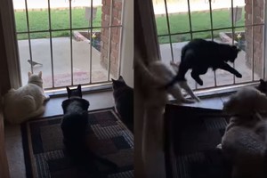 Trys katės tykojo paukščiuko, bet viskas baigėsi nelauktai