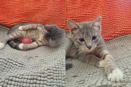 Svajonių augintinis: kačiukas, kuriam tiesiog nenusibosta žaisti