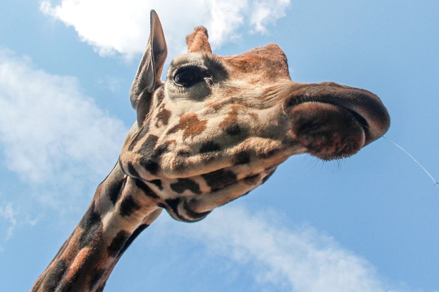 Kauno zoologijos sodas palengvino vienintelės savo žirafos – patino Griaustinio – gyvenimą.<br>Zoologijos sodo nuotr.