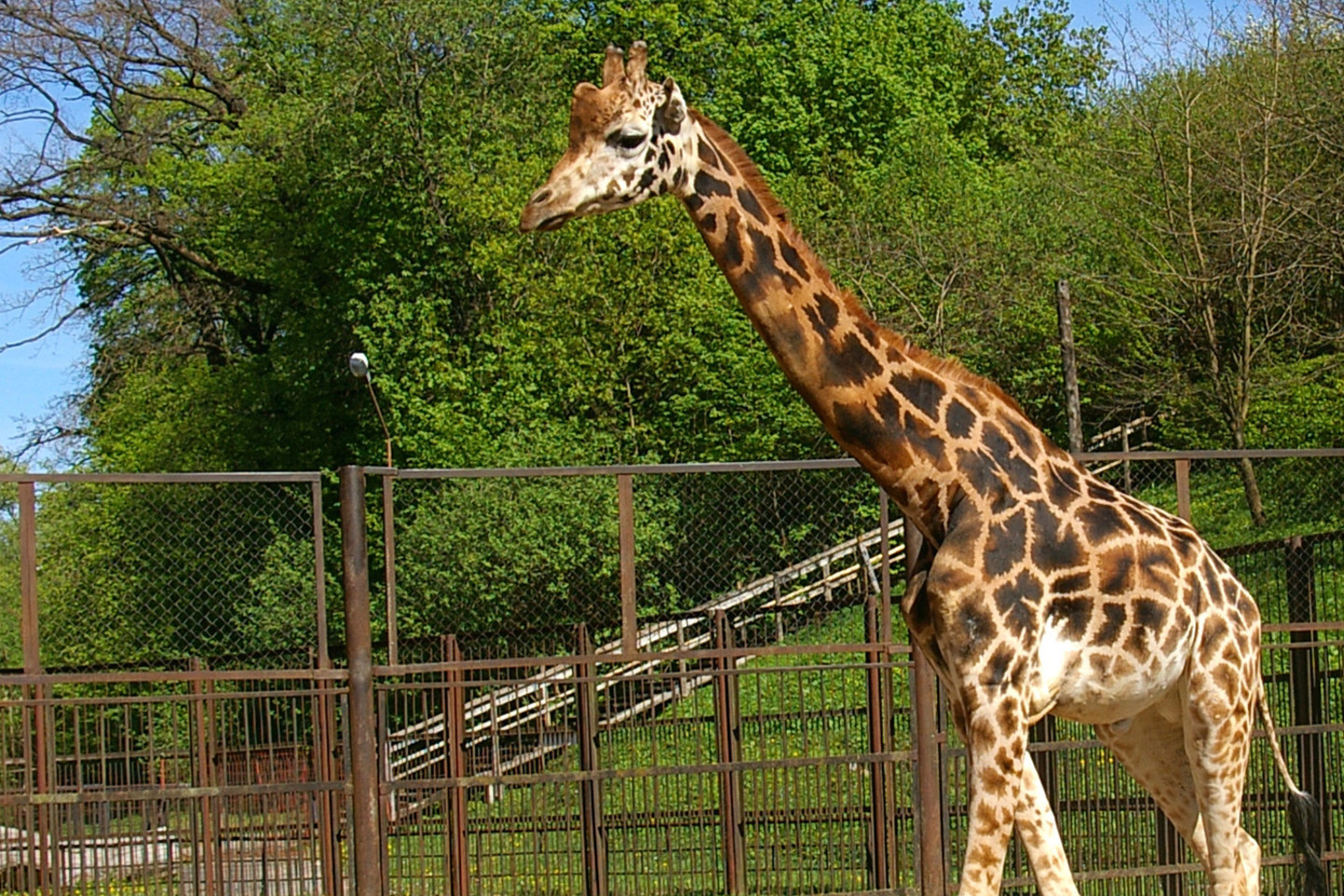 Kauno zoologijos sodas palengvino vienintelės savo žirafos – patino Griaustinio – gyvenimą.<br>Zoologijos sodo nuotr.