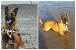 Nušovė kontrabandininkų pėdsakais sekusį pasieniečių šunį