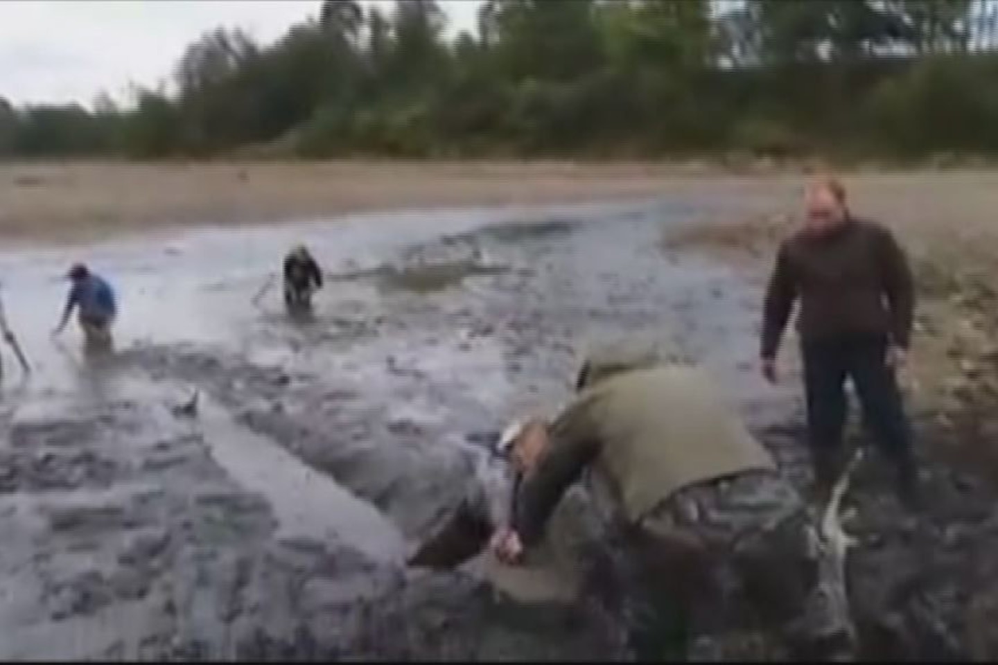 Klaipėdiečiai patys sėmė kibirais žuvis, kad jos nežūtų, nusekus vandeniui.