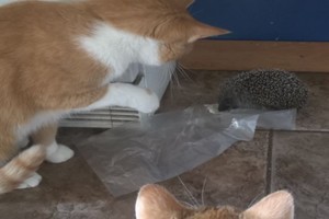 Privers nusišypsoti: ežys sukėlė didžiulį pavydą katinams