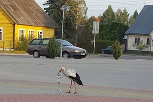 Pamatę, ką gandras laiko snape, dzūkai leipo juokais