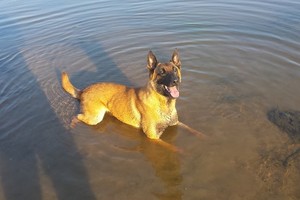 Nuo A. Komskio šūvio kritęs Ramzis bus kremuotas Latvijoje