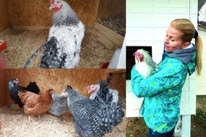 Atgal į kaimą! Rūta Mikelkevičiūtė ėmė auginti vištas