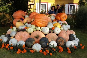 Čia tai bent derlius! Didžiausių moliūgų net neįmanoma pakelti