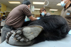 Vyras dvejus metus manė, kad augina šunis: realybė buvo kitokia