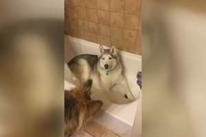 Nepanoręs paklusti haskis ėmė atsikalbinėti žmogaus balsu