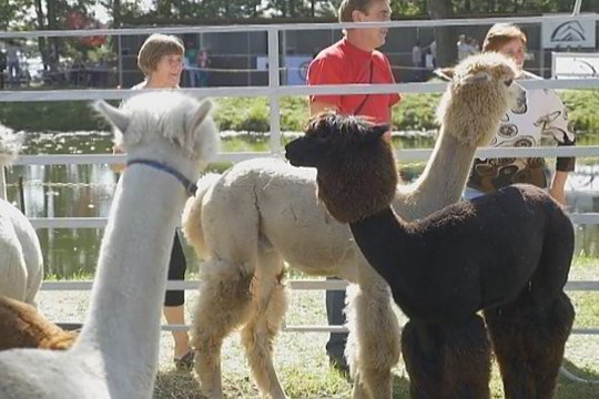 Veislinių gyvulių paroda: dėl ko verta lankytis? (I)