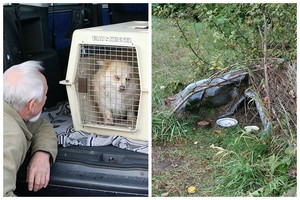 Jaudinanti istorija: Suvalkijoje prie kapinių šuo šeimininko laukė metus