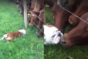 Buldogas pamatė karves. Protėviai jo elgesio nesuprastų