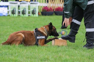 Šią savaitę – itin svarbi diena gyvūnų mylėtojams