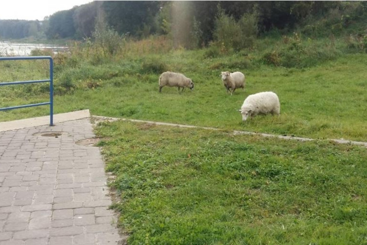 Alytaus centre kaimiškas vaizdas – ganosi avys.<br>AlytusPlius.lt nuotr.
