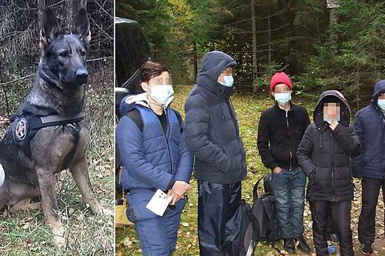 Pasieniečų šuo susekė 17 migrantų iš Vietnamo ir čečėną