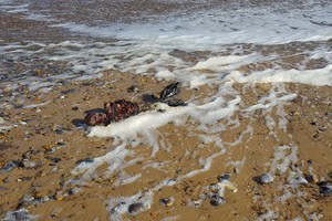 Vyro radinys paplūdimyje – jūros bangų išplauti undinės palaikai