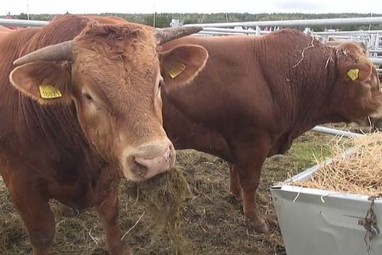 Surengta pirmoji specializuota veislinių mėsinių galvijų paroda (II)