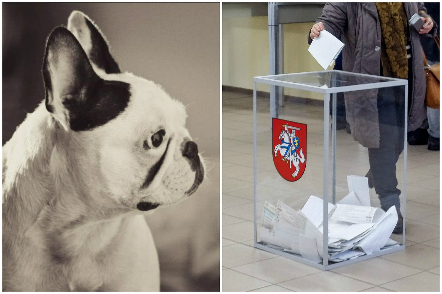 Penkerių metų sulaukusi prancūzų buldogė Sugar nuspėjo, kas laimės Seimo rinkimus.