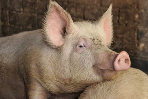 Atsisveikinimas su gyvuliais: už išskerstas kiaules – kompensacijos