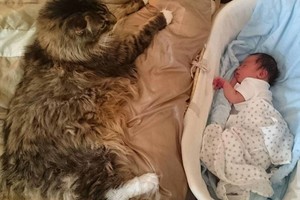 Neįtikėtina: didžiausias pasaulio katinas tapo mažylių aukle