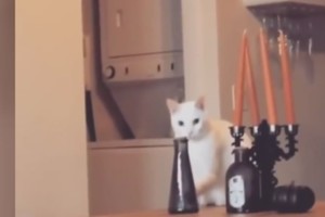 Pričiuptas darantis nusikaltimą katinas rado būdą išsisukti