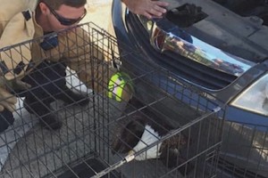 Vyro radinys automobilyje nustebino net visko mačiusius pareigūnus