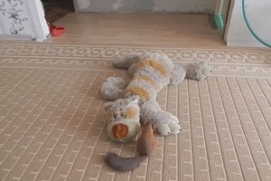 Smagus vaizdelis: voveriuko pastangos pažadinti pliušinį žaislą