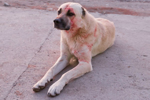 Mėsos gabalas namo sugrįžusio šuns dantyse atskleidė siaubingą tiesą