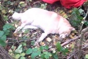 Miškelyje prie Panevėžio – kraupus radinys: ieškomi šeimininkai