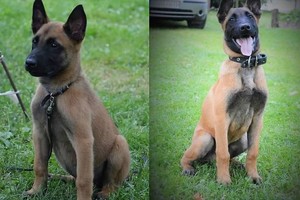 Apie kulkos pakirstą Ramzį jau kalba visas pasaulis